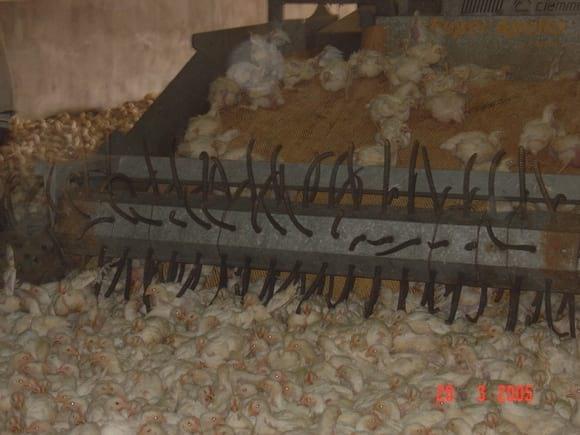 CATCHING BROILER CHICKENS FOR ABATTOIR