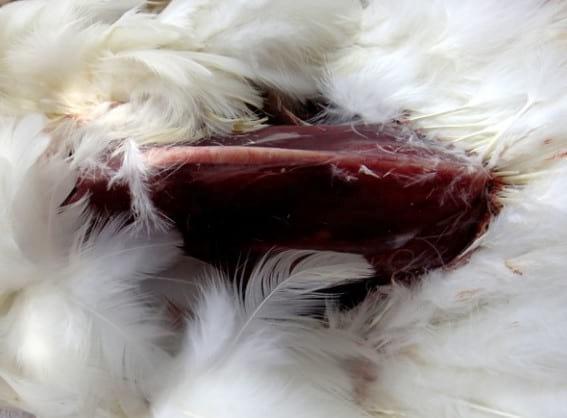 6. Feverish carcass.