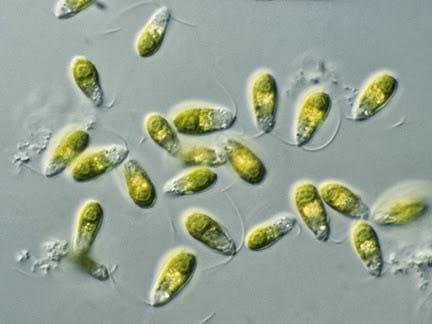 Dunaliella salina