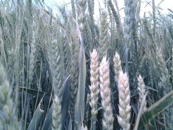 Wheat