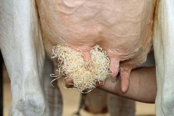udder health
