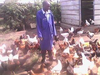 free range birds
