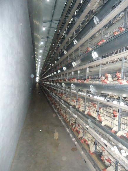 EC  Layer Shed India