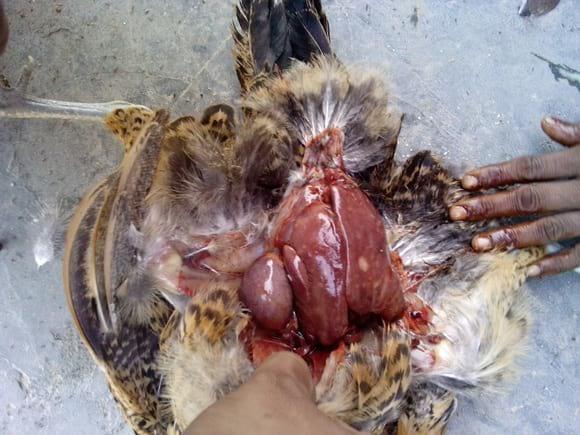 Mareks Disease