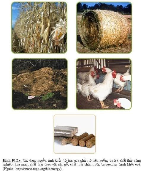 biomasst