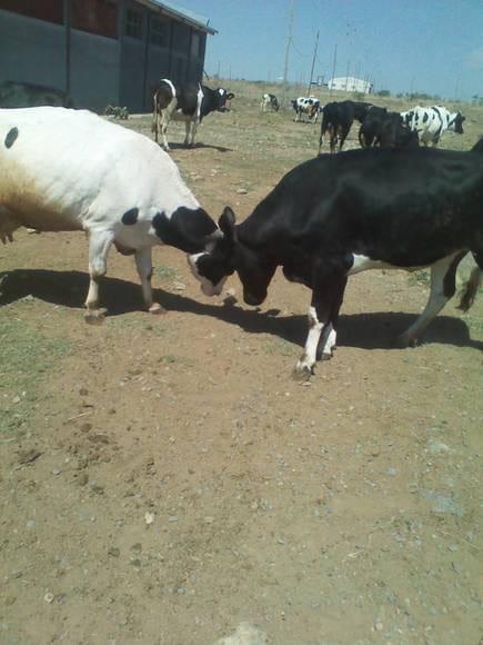 management and production of dairy cows