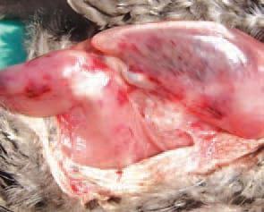 Muscular hemorrhage