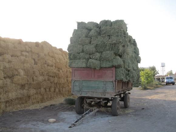 Amir Vakil-Gilani DAIRY FARM