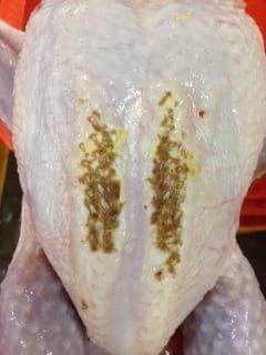 yellow breast