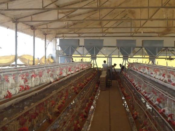 Layer Shed Feeding Automatic