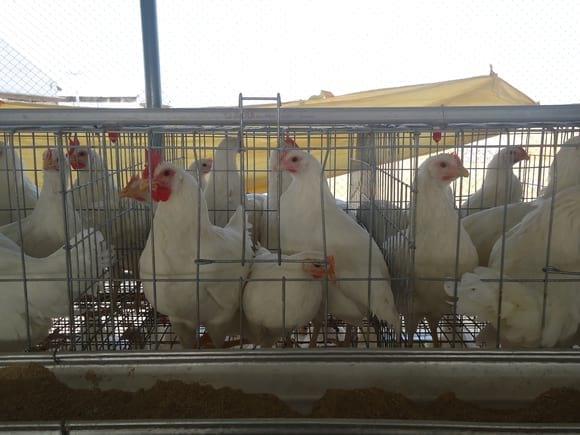 Layer cages