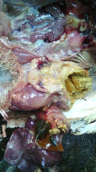 Proventicular ulceration