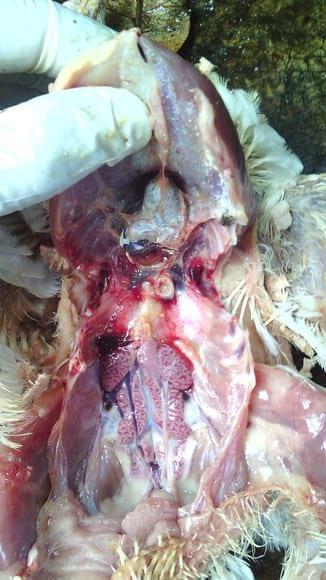 Visceral gouts(u can see clearly on sternum and ribs)