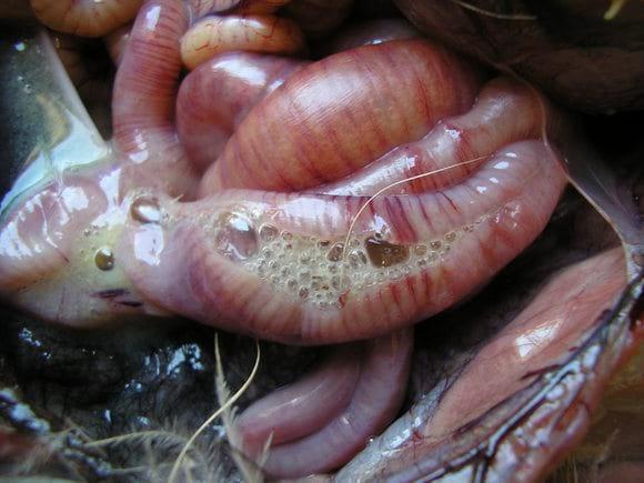 Pseudo Membranous Typhlocolitis