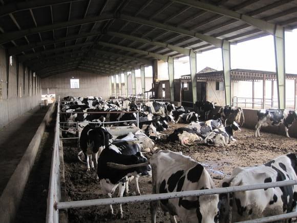 Amir V Gilani Farm