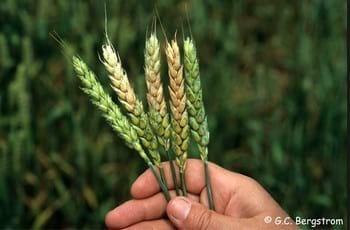 Fusarium Head blight of Wheat