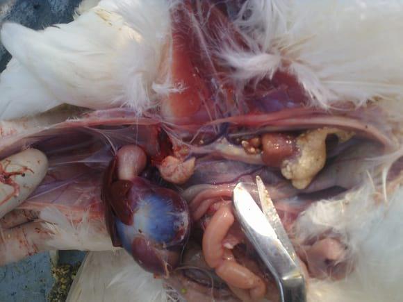 Calculus in the oviduct