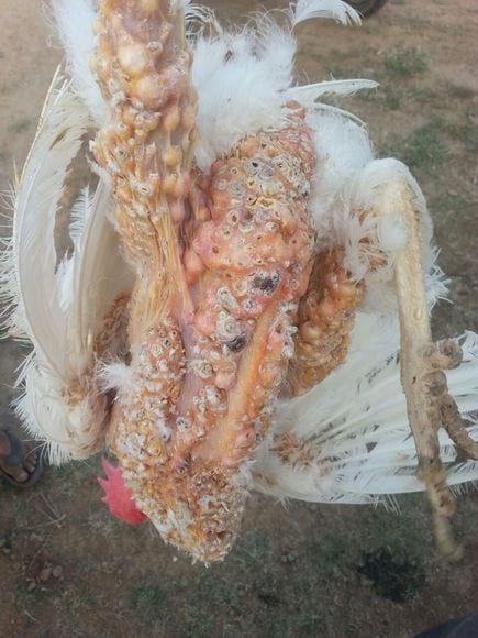 MD outbreak in layers