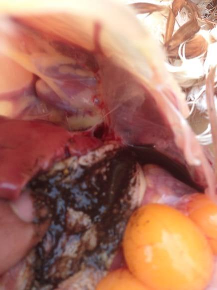 Blackish content in gizzard