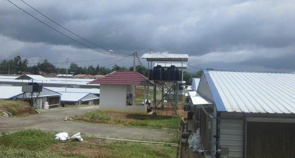 Sukamulya Broiler breeders farm