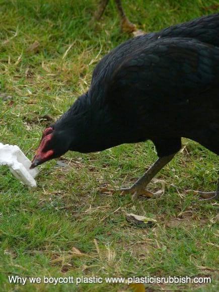 Chicken nutrition on polystyrene foam