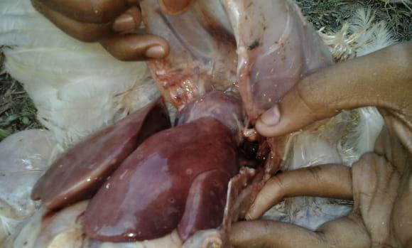 Poultry liver