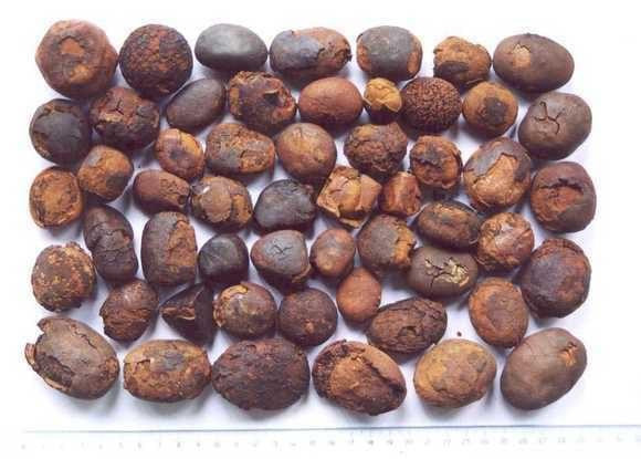 Cow Ox Gallstones