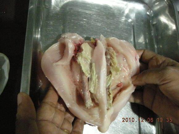 Green muscle disease (Deep pectoral myopathy) after opening the breast muscles