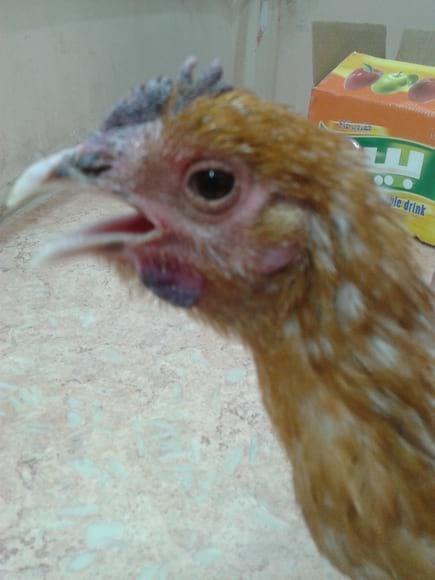 AIV infection (2012) SASO Egyptian hybrid breed.