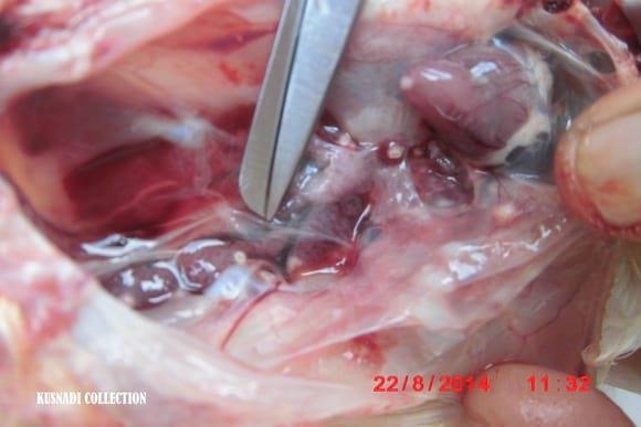 Mycotoxin Cases