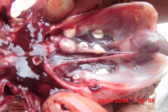 Spreading spora until kidney