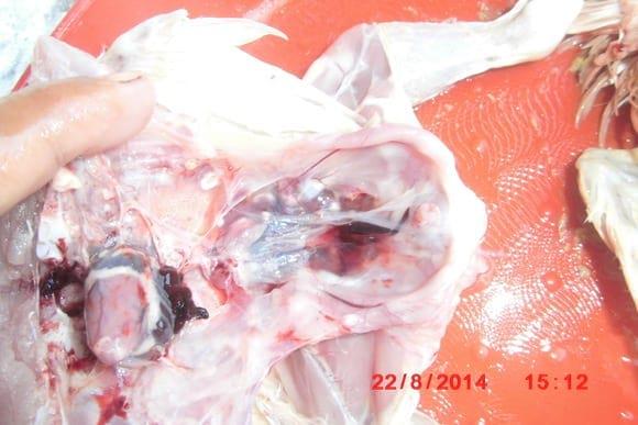 Spread fungi spora