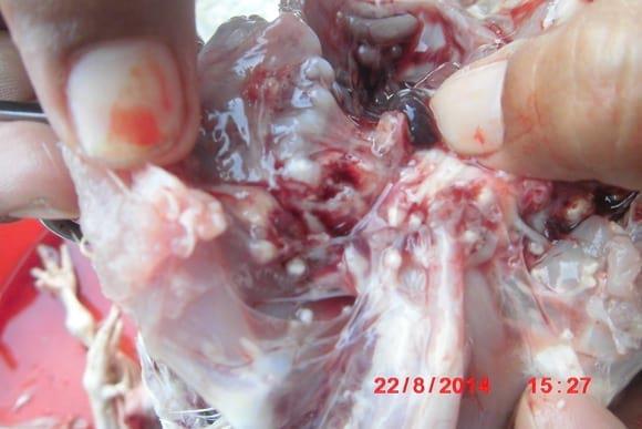 spreading fungus spora