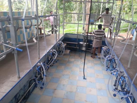 2 x3 Herringborne milking parlour
