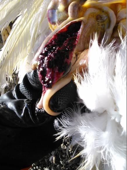 coccidiosis