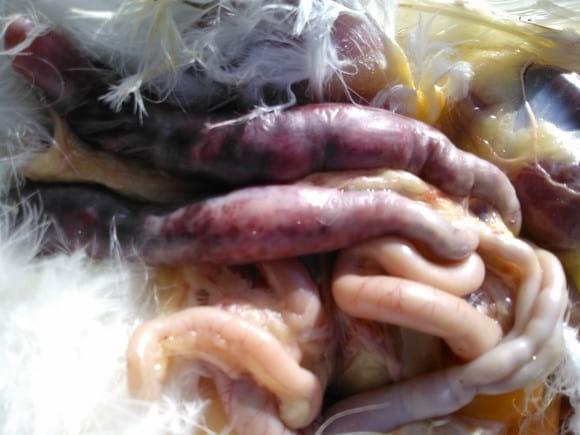 coccidiosis