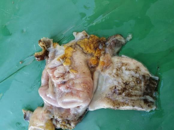 gizzard erosion