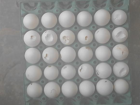 Thin shell eggs ,easily cracked