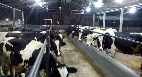 MAULI DAIRY FARM