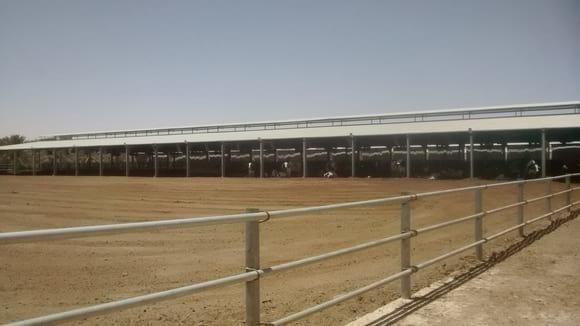 Herding Instinct in Dairy Cows