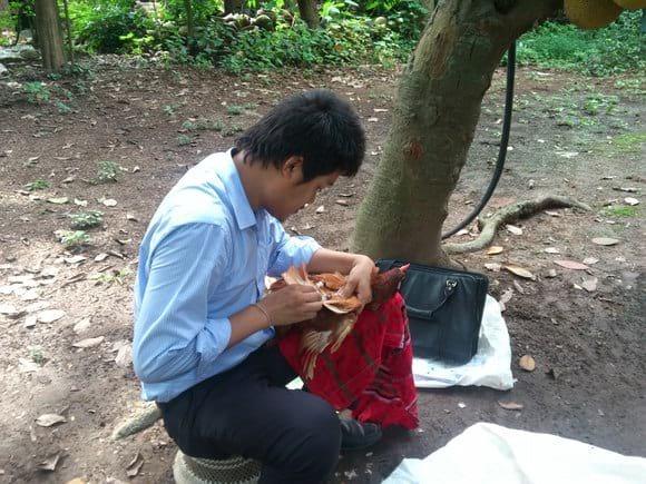 Blood Collection Technique to Check Titre. Figure:1