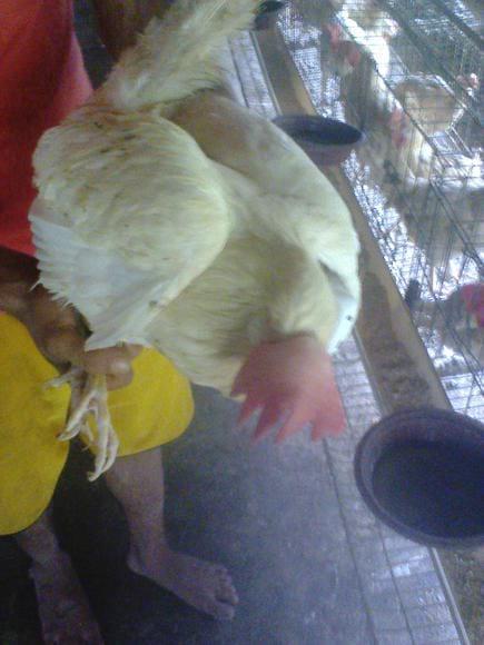Live Bird ,which have high mortality