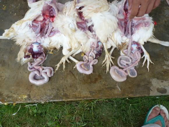 coccidiosis