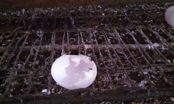 SHELL-ONLY EGG