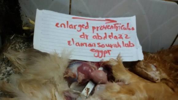 N.D virus  infection