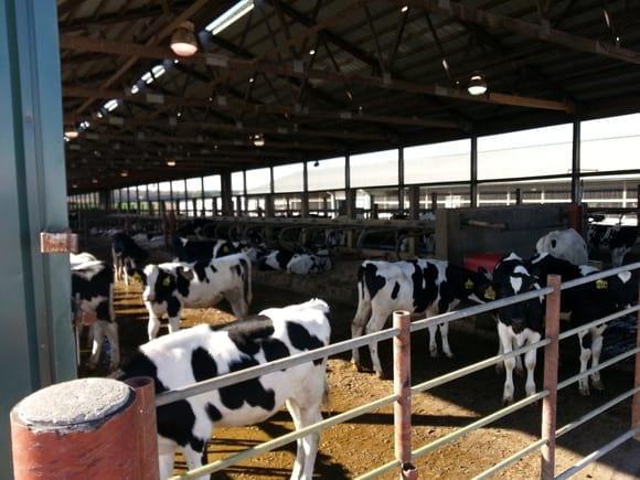 Calf Rearing