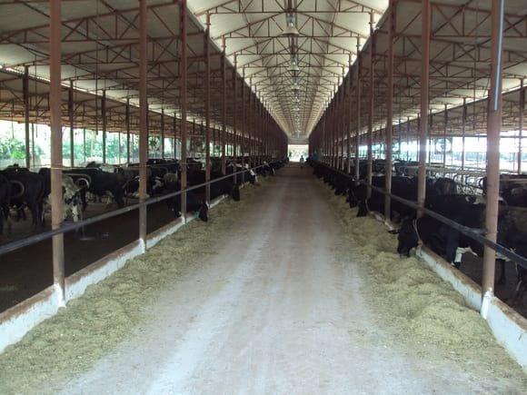 Dairying in India