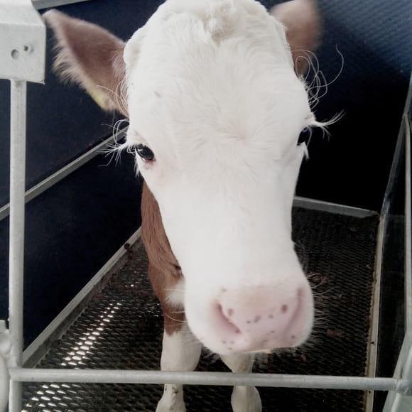 cute calf :)