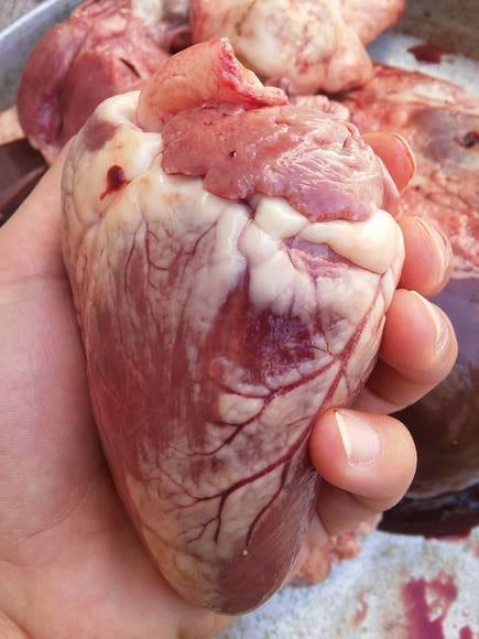 The heart