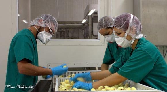 HANDLING CHICKS